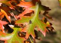 autumn 4